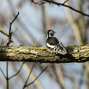 Middle Spotted Woodpecker