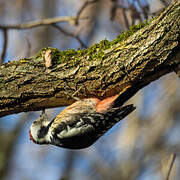 Middle Spotted Woodpecker