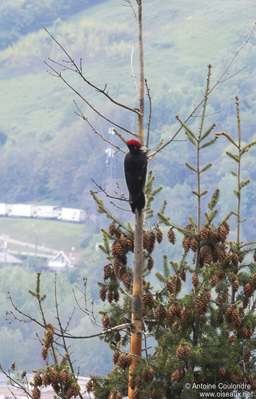 Black Woodpecker male adult breeding