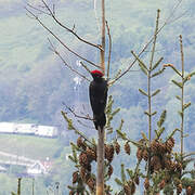 Black Woodpecker