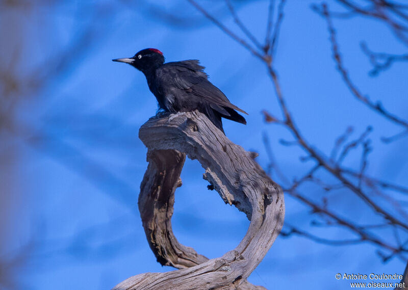 Black Woodpecker female adult breeding