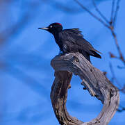 Black Woodpecker