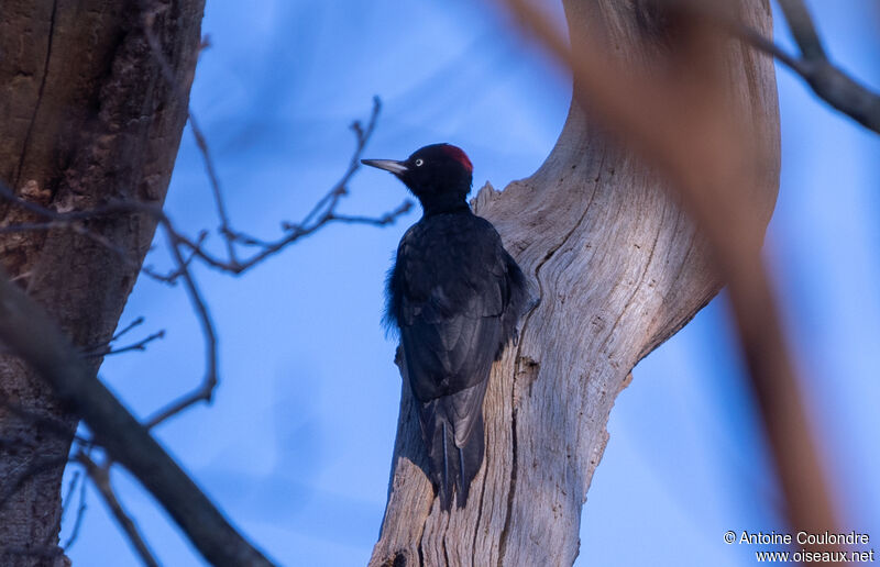 Black Woodpecker female adult breeding