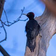 Black Woodpecker