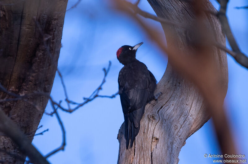 Black Woodpecker female adult breeding