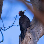 Black Woodpecker