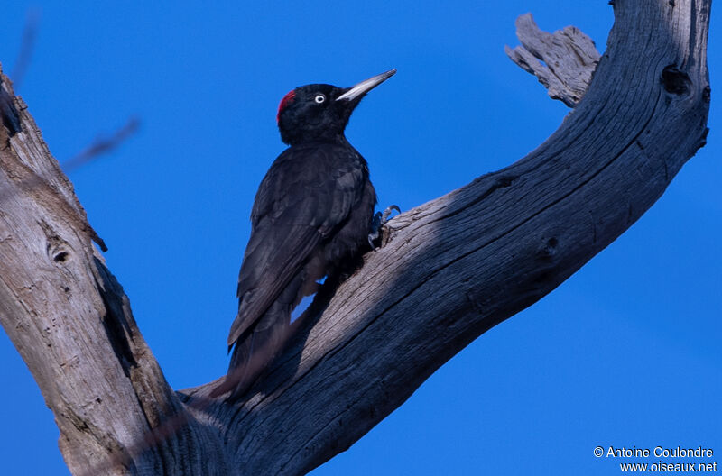 Black Woodpecker female adult breeding