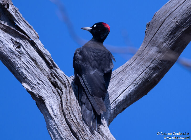 Black Woodpecker female adult breeding