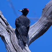 Black Woodpecker