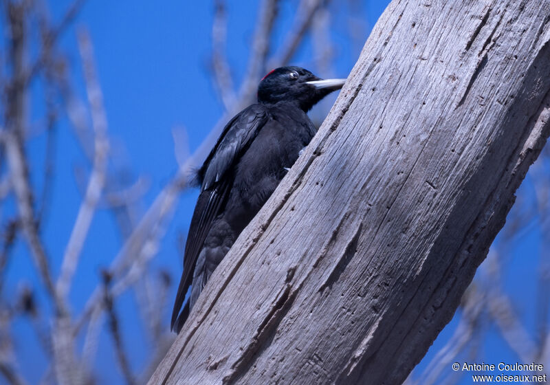 Black Woodpecker female adult breeding