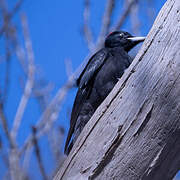 Black Woodpecker