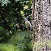 European Green Woodpecker