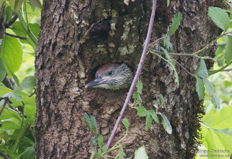 European Green Woodpeckerjuvenile