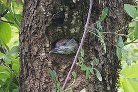 European Green Woodpecker