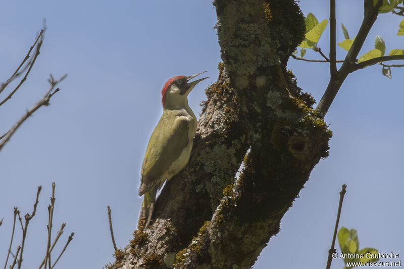 European Green Woodpecker male adult breeding