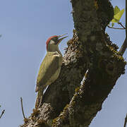 European Green Woodpecker