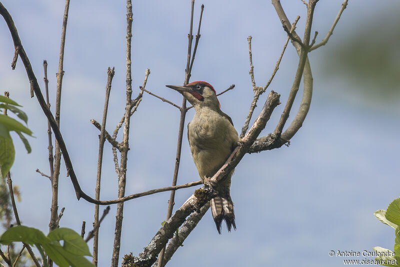 European Green Woodpecker male adult breeding