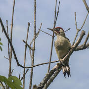 European Green Woodpecker