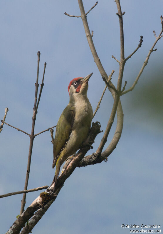 European Green Woodpecker female adult breeding