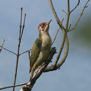 European Green Woodpecker