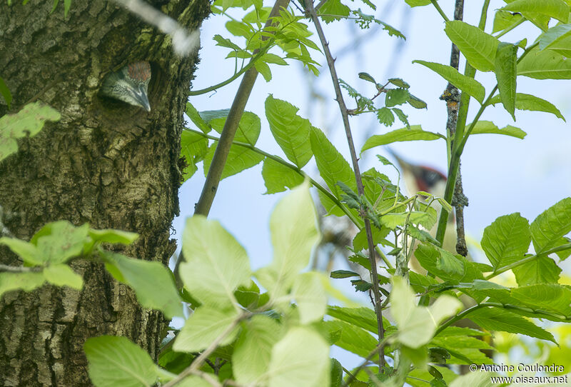 European Green Woodpeckerjuvenile