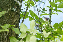 European Green Woodpecker