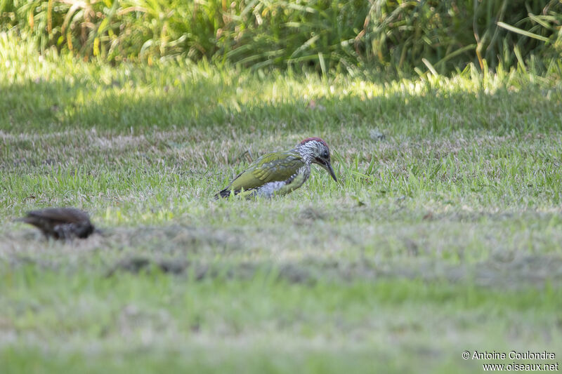 European Green Woodpeckerimmature