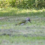 European Green Woodpecker