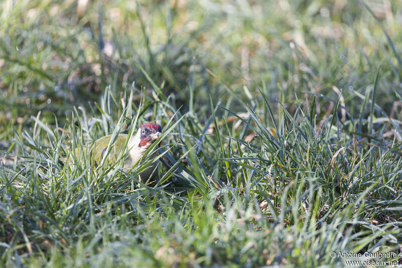 European Green Woodpecker male adult breeding