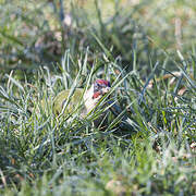 European Green Woodpecker