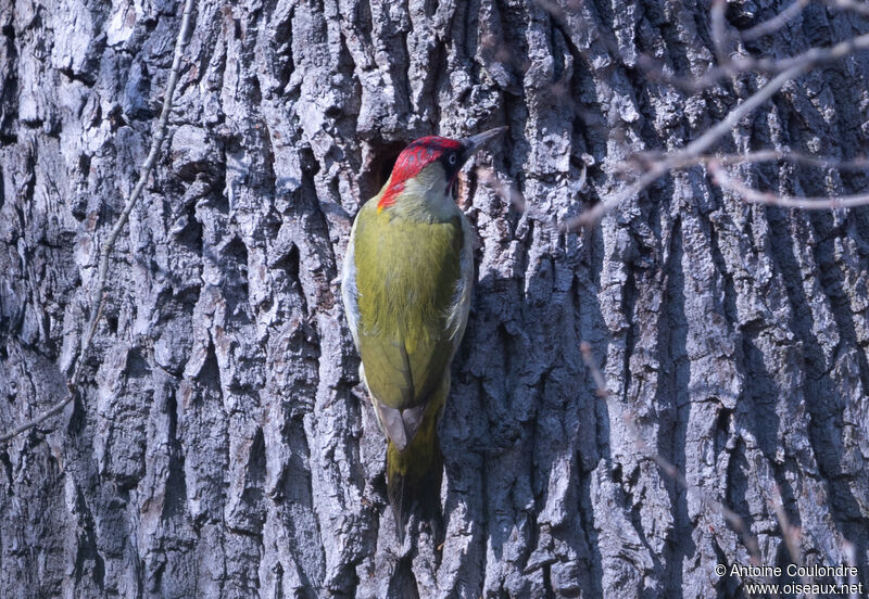 European Green Woodpecker male adult breeding, Reproduction-nesting