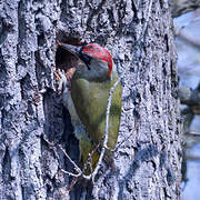 European Green Woodpecker