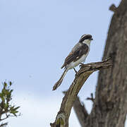 Grey-backed Fiscal