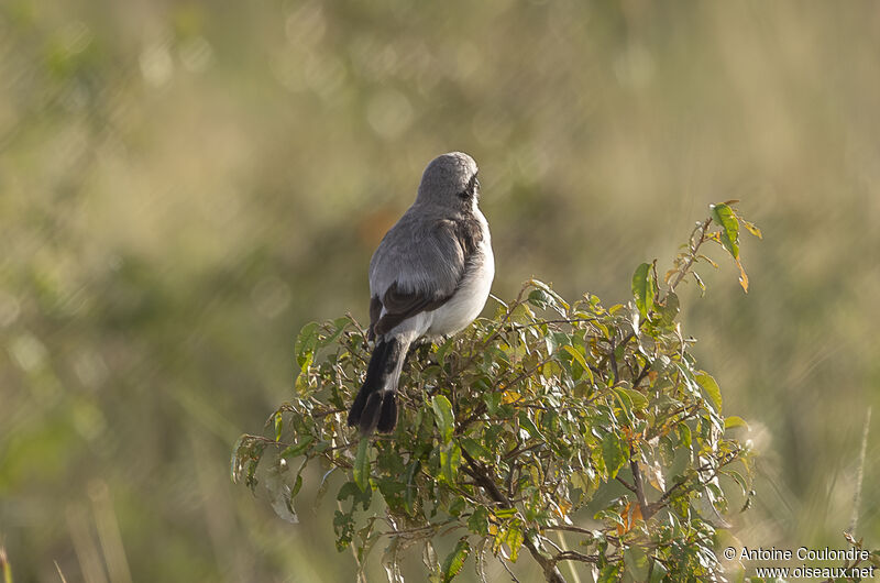 Grey-backed Fiscaladult