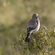 Grey-backed Fiscal