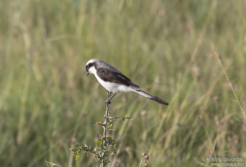 Grey-backed Fiscaladult