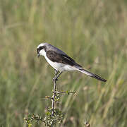 Grey-backed Fiscal