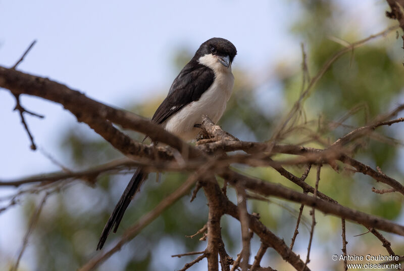 Long-tailed Fiscaladult