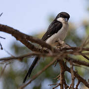 Long-tailed Fiscal