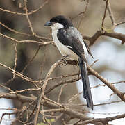 Long-tailed Fiscal