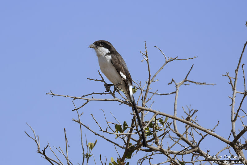 Long-tailed Fiscaladult