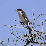 Long-tailed Fiscal