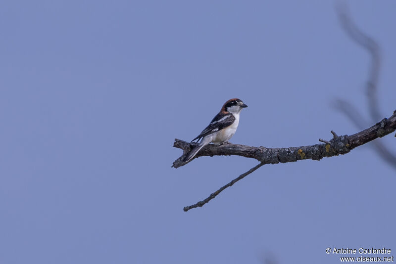 Woodchat Shrikeadult