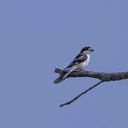 Woodchat Shrike