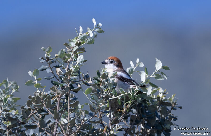 Woodchat Shrikeadult