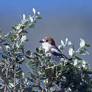 Woodchat Shrike