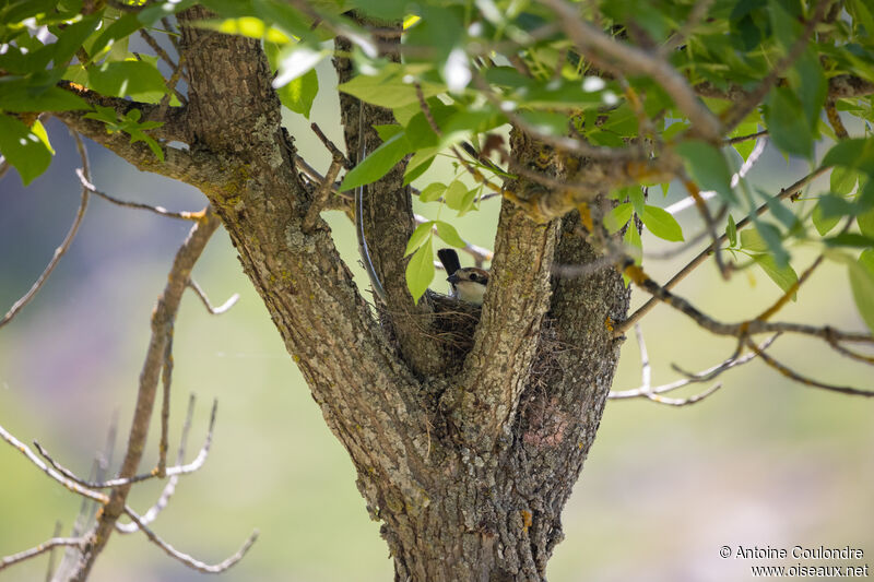 Woodchat Shrike female adult breeding, Reproduction-nesting