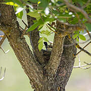 Woodchat Shrike