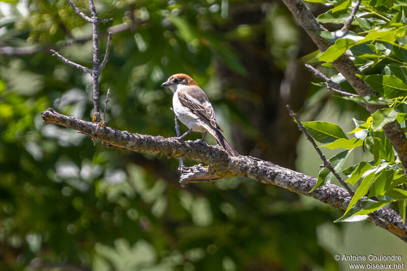 Woodchat Shrikeadult breeding