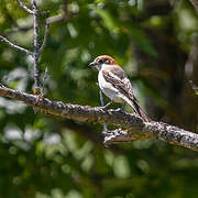 Woodchat Shrike